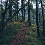 adventure-forest-nature-4029-824×550